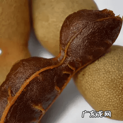 牛至玫瑰 牛至图片