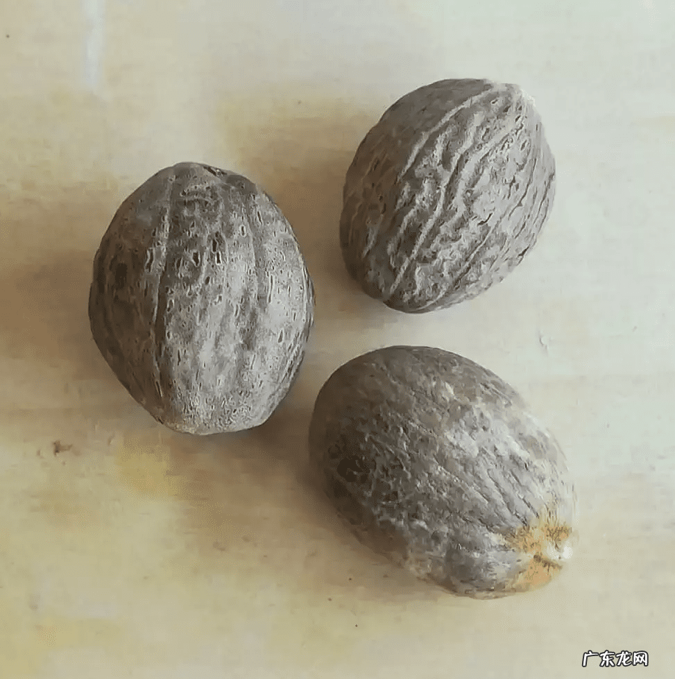 牛至玫瑰 牛至图片