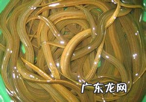 黄鳝的营养价值和功效与禁忌 黄鳝的营养价值与功效
