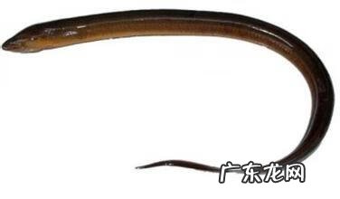 黄鳝的营养价值和功效与禁忌 黄鳝的营养价值与功效