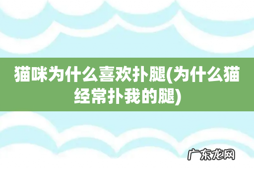 为什么猫经常扑我的腿 猫咪为什么喜欢扑腿