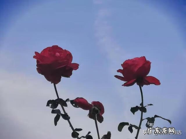 爱情对对碰小说 爱情对对碰什么意思