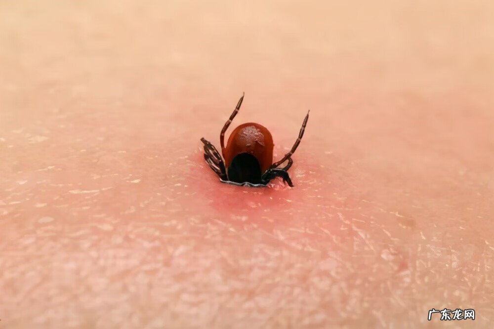 蜱虫是怎么产生的 蜱虫是什么东西