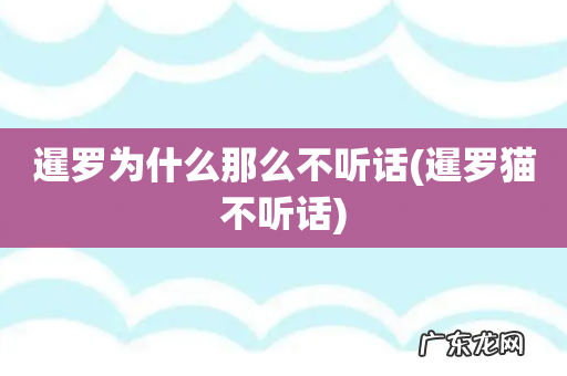 暹罗猫不听话 暹罗为什么那么不听话