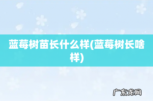 蓝莓树长啥样 蓝莓树苗长什么样
