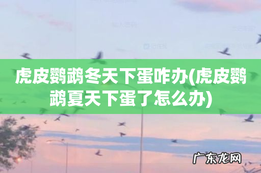 虎皮鹦鹉夏天下蛋了怎么办 虎皮鹦鹉冬天下蛋咋办