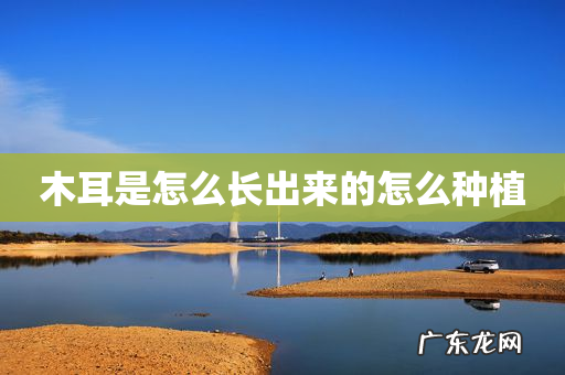 木耳是怎么长出来的怎么种植