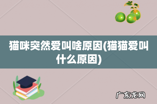 猫猫爱叫什么原因 猫咪突然爱叫啥原因