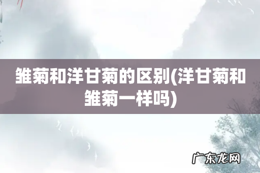 洋甘菊和雏菊一样吗 雏菊和洋甘菊的区别