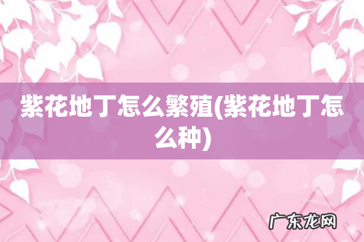 紫花地丁怎么种 紫花地丁怎么繁殖