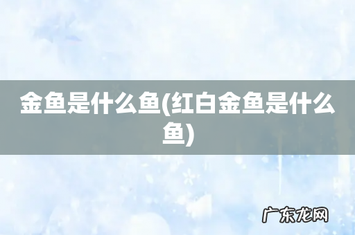 红白金鱼是什么鱼 金鱼是什么鱼