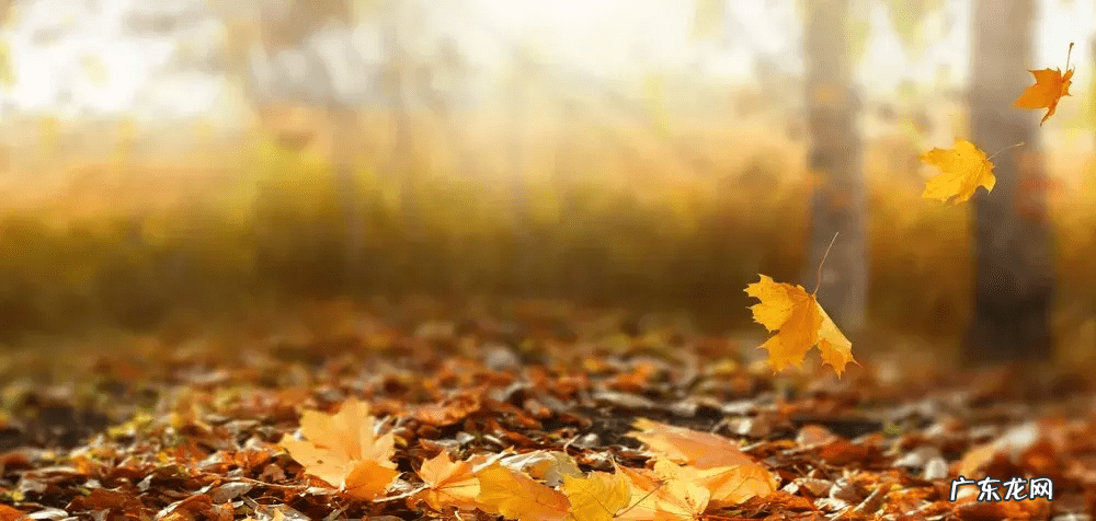 秋燥怎么办 秋燥是什么意思