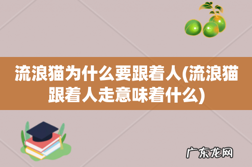 流浪猫跟着人走意味着什么 流浪猫为什么要跟着人