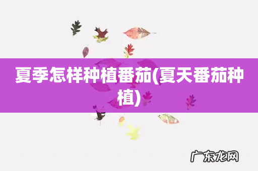 夏天番茄种植 夏季怎样种植番茄