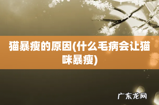 什么毛病会让猫咪暴瘦 猫暴瘦的原因