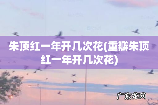 重瓣朱顶红一年开几次花 朱顶红一年开几次花