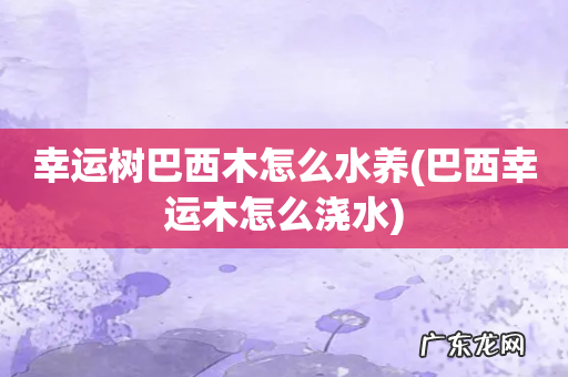 巴西幸运木怎么浇水 幸运树巴西木怎么水养