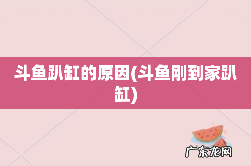 斗鱼刚到家趴缸 斗鱼趴缸的原因