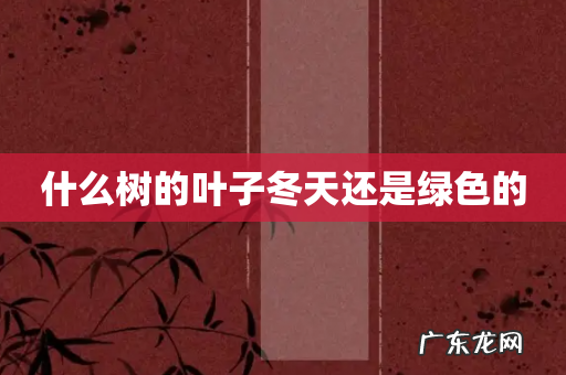 什么树的叶子冬天还是绿色的