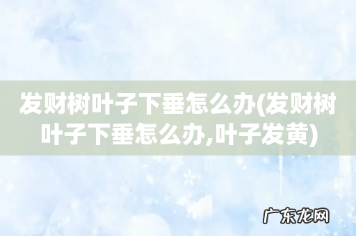 发财树叶子下垂怎么办,叶子发黄 发财树叶子下垂怎么办