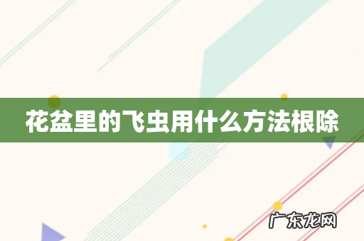 花盆里的飞虫用什么方法根除