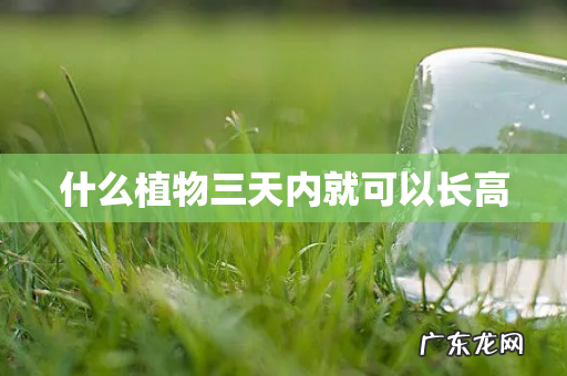 什么植物三天内就可以长高