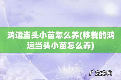 移栽的鸿运当头小苗怎么养 鸿运当头小苗怎么养