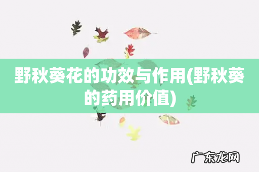 野秋葵的药用价值 野秋葵花的功效与作用