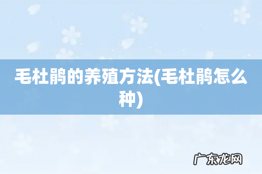 毛杜鹃怎么种 毛杜鹃的养殖方法