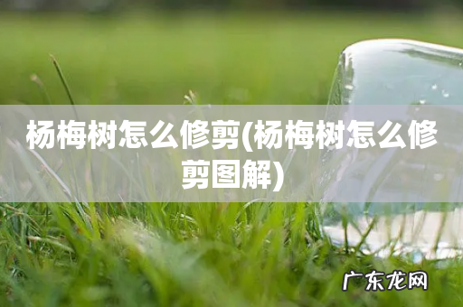 杨梅树怎么修剪图解 杨梅树怎么修剪