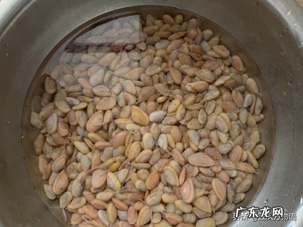 海瓜子介绍 海瓜子是什么东西