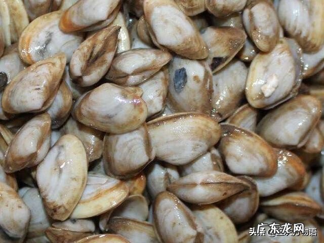 海瓜子介绍 海瓜子是什么东西