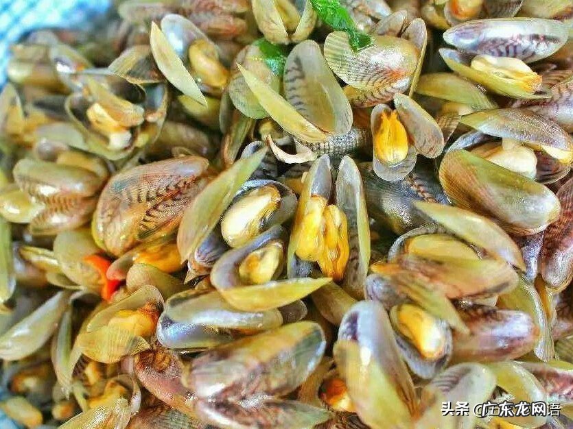 海瓜子介绍 海瓜子是什么东西