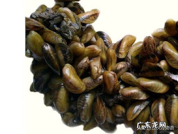 海瓜子介绍 海瓜子是什么东西