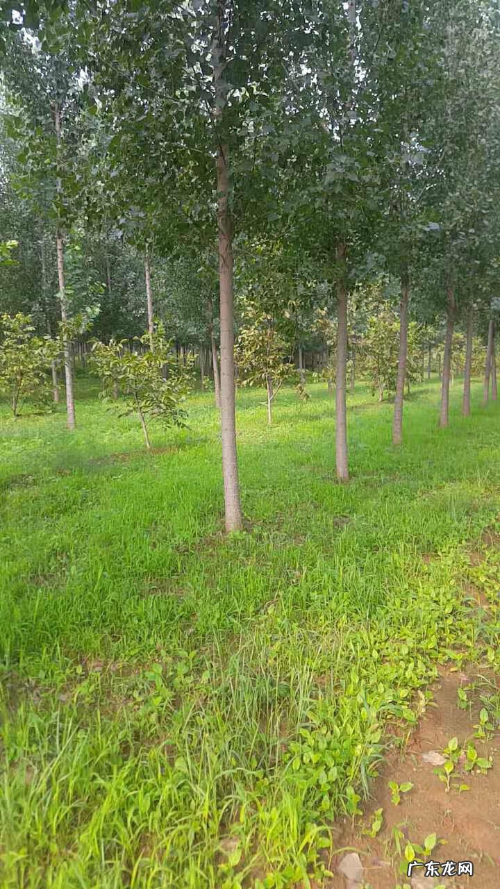 阴宅风水的重要性 阴地风水的选择要点