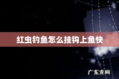 红虫钓鱼怎么挂钩上鱼快