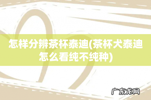 茶杯犬泰迪怎么看纯不纯种 怎样分辨茶杯泰迪