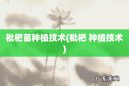 枇杷 种植技术 枇杷苗种植技术