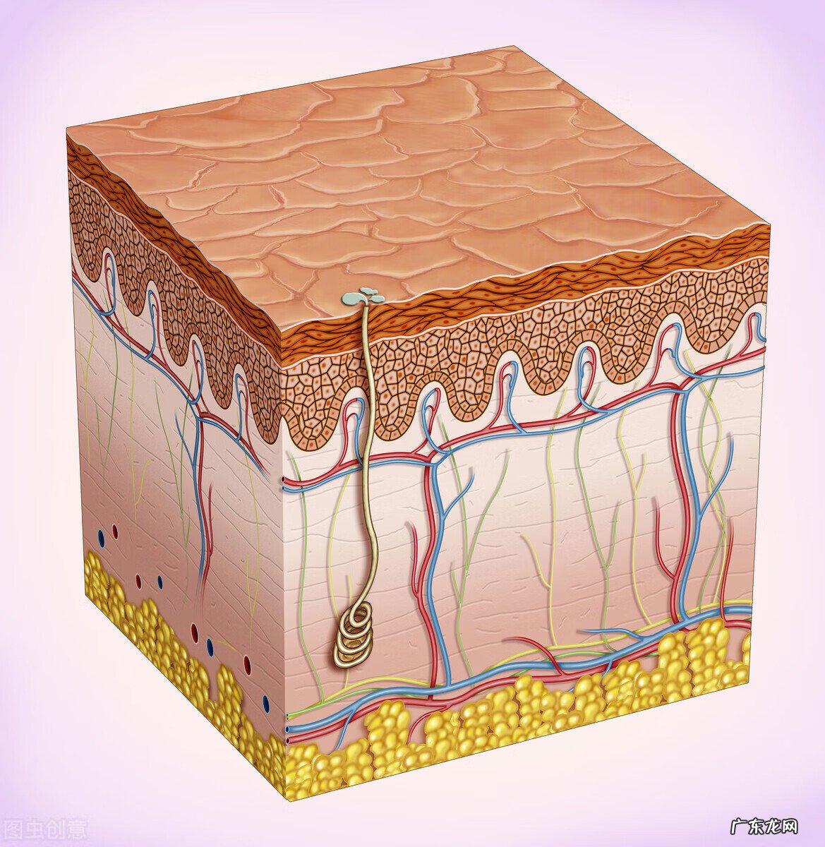 皮肤出油是什么原因引起的 皮肤出油厉害