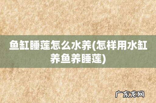 怎样用水缸养鱼养睡莲 鱼缸睡莲怎么水养