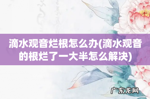 滴水观音的根烂了一大半怎么解决 滴水观音烂根怎么办