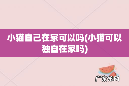 小猫可以独自在家吗 小猫自己在家可以吗