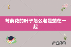 芍药花的叶子怎么老是蜷在一起