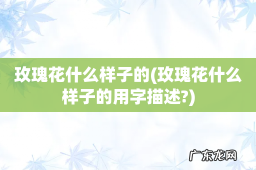 玫瑰花什么样子的用字描述? 玫瑰花什么样子的