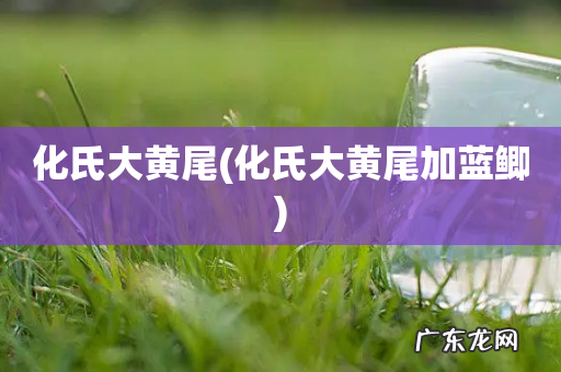 化氏大黄尾加蓝鲫 化氏大黄尾
