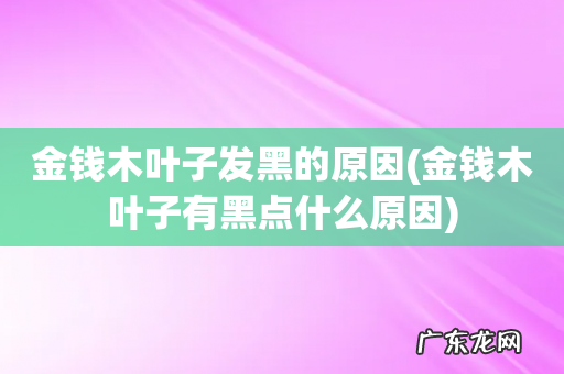 金钱木叶子有黑点什么原因 金钱木叶子发黑的原因