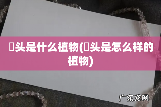 蕌头是怎么样的植物 藠头是什么植物