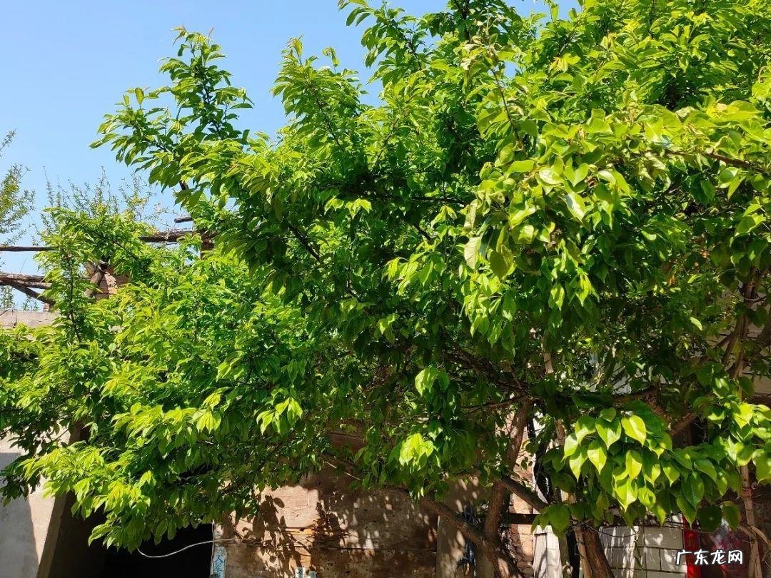 屋后种李子树好不好 屋前栽李子树风水好吗?