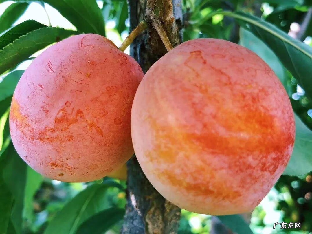 屋后种李子树好不好 屋前栽李子树风水好吗?