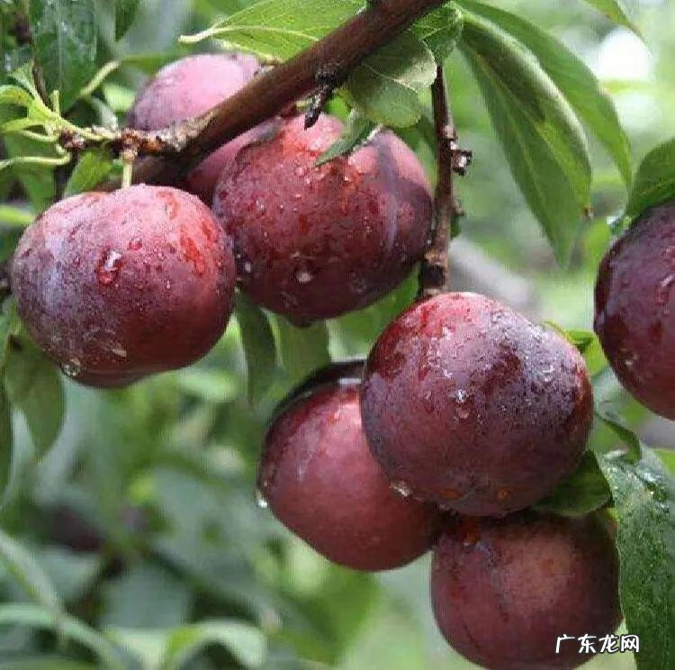 屋后种李子树好不好 屋前栽李子树风水好吗?